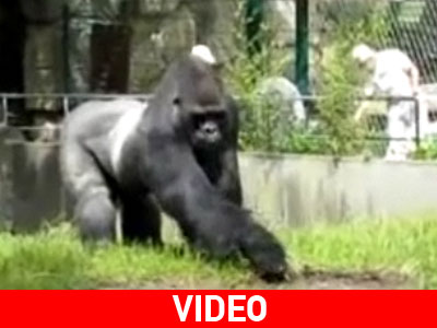 O άτακτος γορίλας…