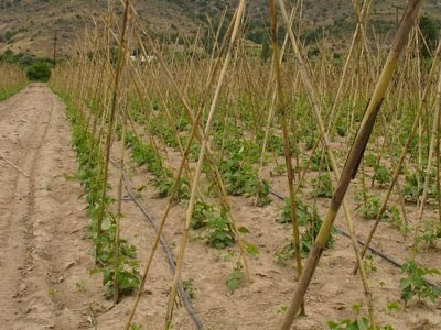 Φασόλια για «πιστοποίηση»