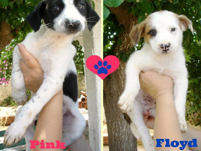 H Pink & o Floyd αναζητούν οικογένειες!