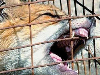 Το Υπουργείο Υγείας για τα κρούσματα λύσσας στη Β. Ελλάδα