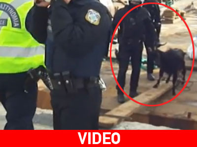 Η επιχείρηση του αιώνα: Άνδρες της ΔΙ.ΑΣ. συλλαμβάνουν… κατσίκα! Η επιχείρηση του αιώνα: Άνδρες της ΔΙ.ΑΣ. συλλαμβάνουν… κατσίκα!