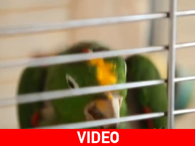 «Το ‘πε το ‘πε ο παπαγάλος»