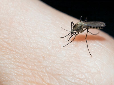 Σπάρτη: Ξεκινούν αεροψεκασμοί για τα κουνούπια