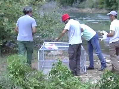 Μέχρι και δύο μήνες θα διαρκέσει το «σαφάρι» για τον… Σήφη
