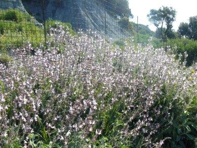 Στα χέρια της Αστυνομίας πολυμελής συμμορία με 4,5 τόνους αρωματικά φυτά