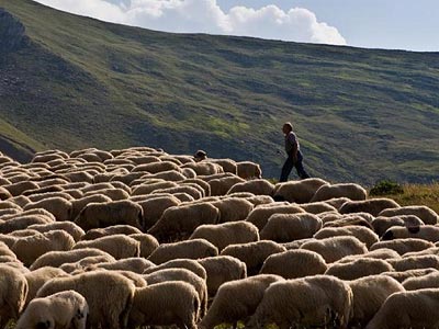 Συνεχίζονται οι πληρωμές της εξισωτικής αποζημίωσης σε κτηνοτρόφους