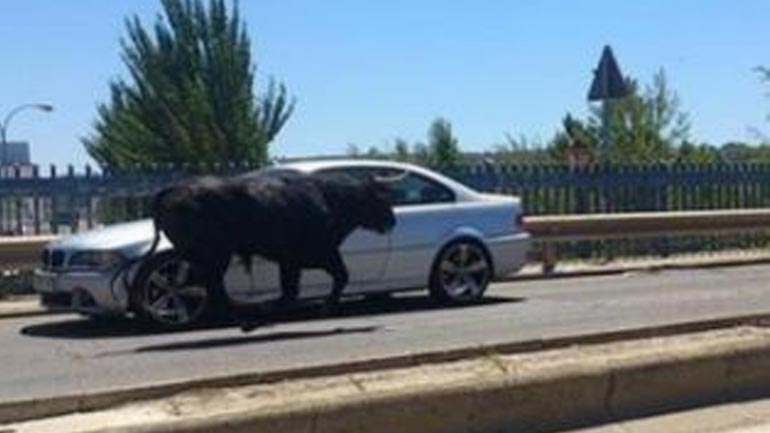 Μαινόμενος ταύρος εκτός αρένας τραυμάτισε 11 Ισπανούς