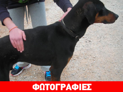 Αδέσποτο ντόπερμαν εντοπίστηκε στο Χαλάνδρι
