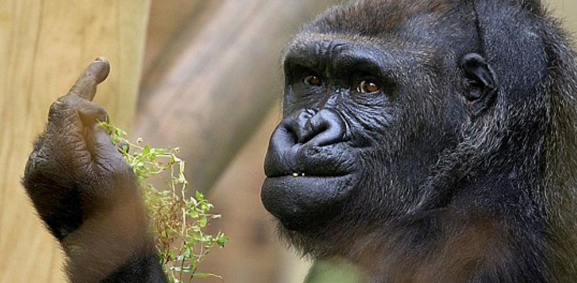 O γορίλας θύμωσε…