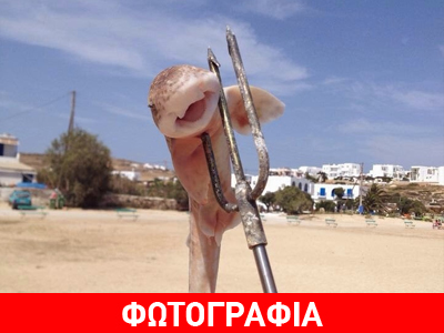 Δημοσιογράφος αποδεικνύεται δεινός ψαροντουφεκάς