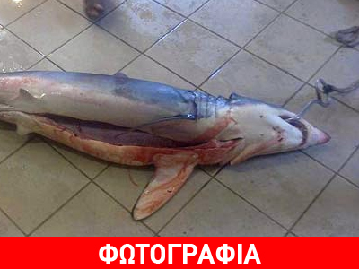 Kομοτηνή: Ψαράς έπιασε… καρχαρία 60 κιλών