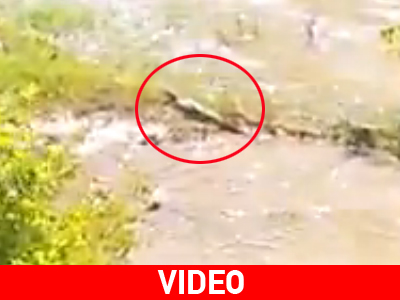 Βίντεο με τον κροκόδειλο που εμφανίστηκε στην Κρήτη