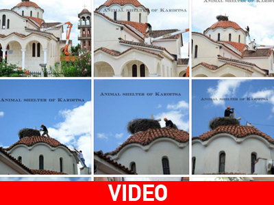 Καρδίτσα: Η διάσωση ενός πελαργού