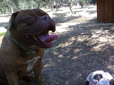 Χάθηκε ο Μπρούνο στο Καματερό