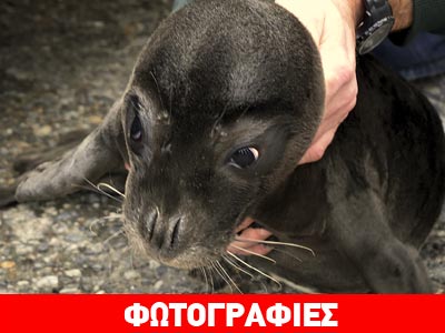 Φώκια μονάχους-μονάχους βγήκε σε παραλία της Σκοπέλου