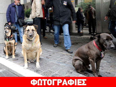 Τα σκυλιά δεν ήταν… δεμένα