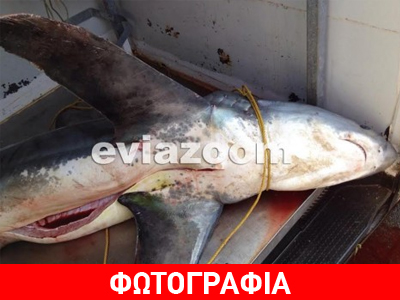 Ψάρεψαν την «αλεπού της θάλασσας»