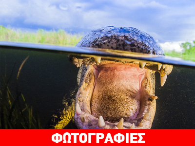 Τετ-α-τετ με έναν κροκόδειλο!