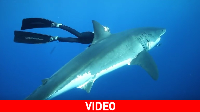 Koλυμβήτρια αγκαλιά με έναν… λευκό καρχαρία!
