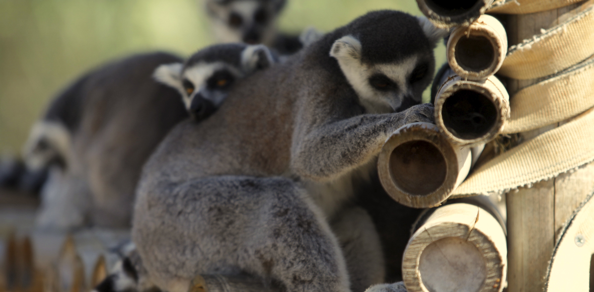 Oι λεμούριοι του Αττικού Πάρκου…