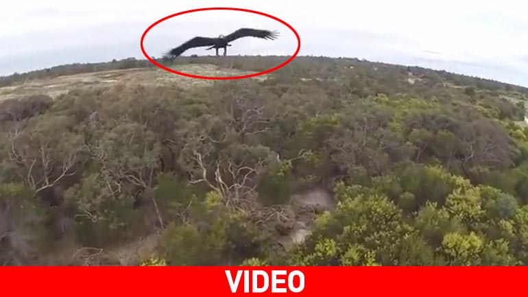 Αετός βγάζει νοκ άουτ ένα drone