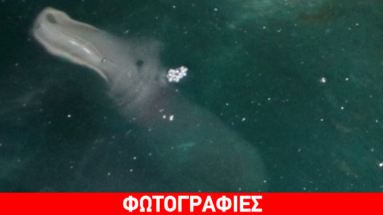 Τουρίστας κατέγραψε περίεργο πλάσμα στον βυθό της Κέρκυρας
