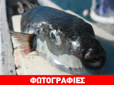 Αλιεύτηκε λαγοκέφαλος στη Νάξο!