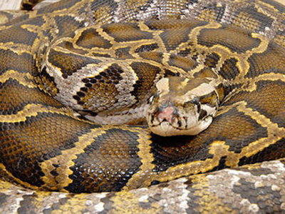 Πύθωνας έπνιξε δυο ανήλικα στον ύπνο τους