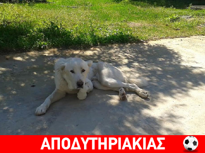 Να ‘σαι ευτυχισμένος σημαίνει να ‘σαι κοπρόσκυλο