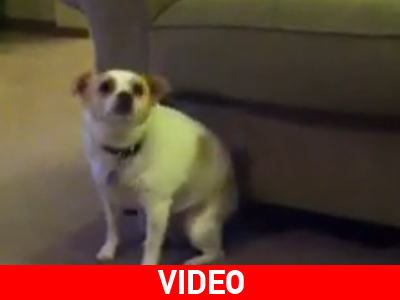 Σκύλος ράπερ