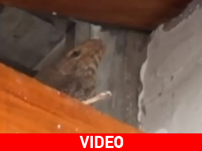 Συναγερμός για μία σαύρα!