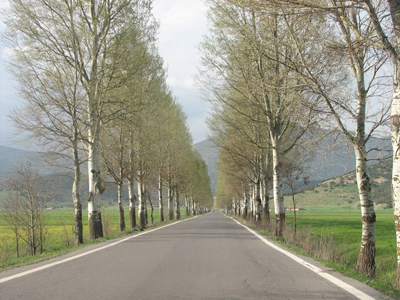 Στον δρόμο με τις λεύκες