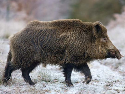 Μεθυσμένος… αγριόχοιρος προκαλεί αναστάτωση σε κάμπινγκ