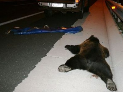 Τροχαίο με θύμα μία αρκούδα στην Εγνατία