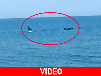 Αιτωλοακαρνανία: Τα παιχνίδια των δελφινιών…