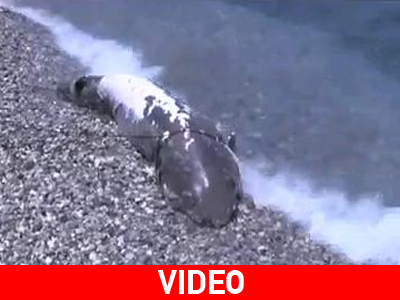 Εκβράστηκε καρχαριοειδές σε παραλία της Ρόδου