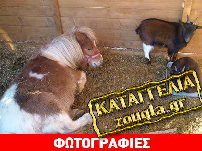 Αντιδράσεις για τη «ζωντανή» φάτνη