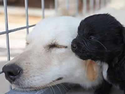 Αλεξανδρούπολη: Στο πόδι οι φιλόζωοι για τις ενέργειες του δήμου