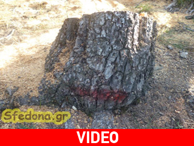 Κόβουν πεύκα σε αναδασωτέα περιοχή με την άδεια του δασαρχείου