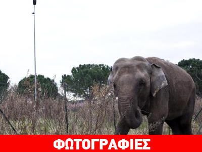 Eλέφαντας έκανε τον γύρο της Ρώμης…