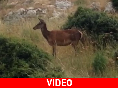 Οι «ξεχασμένες» ομορφιές στην Πάρνηθα