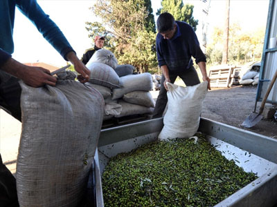 Σε απόγνωση οι ελαιοπαραγωγοί στην Κρήτη