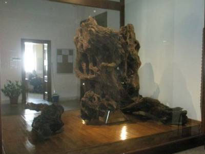 Το 1976 η «κοπή» της ελιάς του Πλάτωνα