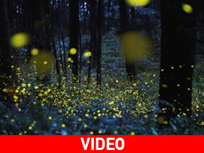 Πυγολαμπίδες… εν δράσει!