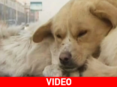 Σκύλος αρνείται να εγκαταλείψει το νεκρό φίλο του!