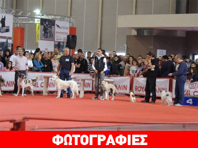 Χιλιάδες επισκέπτες στο International Dog Festival