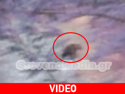 Αρκούδα έκανε βόλτα… στην πόλη των Γρεβενών