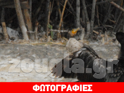 Πέρδικες και παπαγάλοι βγήκαν βόλτα στην Πετρούπολη