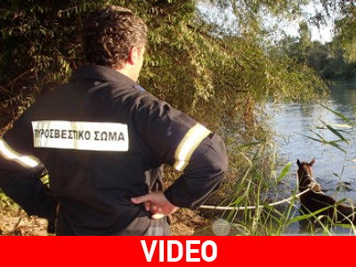 Επιχείρηση διάσωσης αλόγου στον Αλφειό
