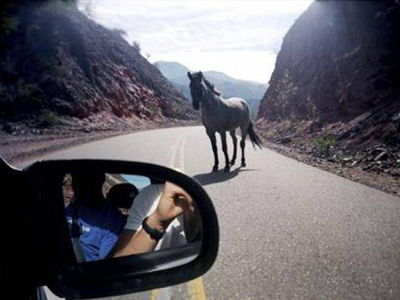 Άλογο και γάιδαρος έκοβαν βόλτες στην Εθνική Οδό